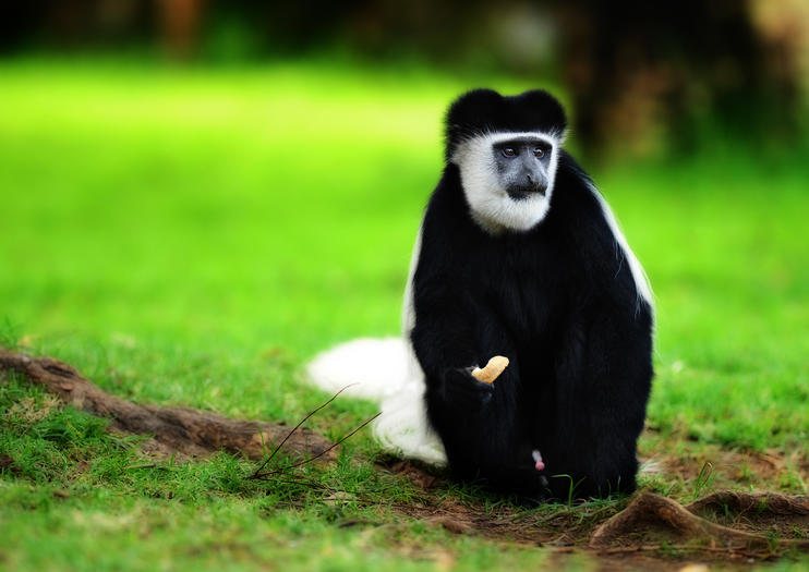 Elsamere Conservation Centre